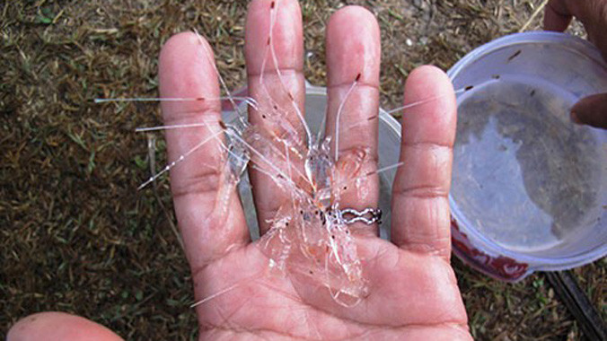 Những con tôm hùm trắng có giá bán đến 230.000 đồng.