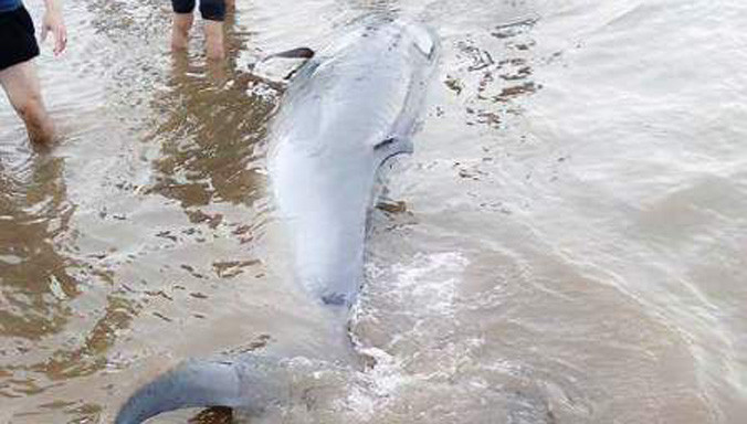 Cá voi dài 5m nặng 3 tấn trôi dạt vào bờ biển.