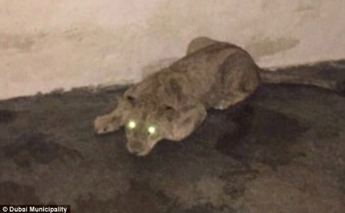 Con sư tử cái được nhìn thấy trên đường phố Dubai, gây hoang mang cho nhiều người đi đường. Ảnh: Dubai Municipality.