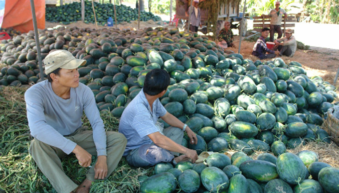 Dưa Tết Bình Thuận bán đổ đống ven đường do thương lái không thu mua. Ảnh: Tư Huynh/VnExpress