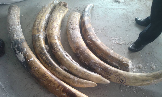 Ngà voi được phát hiện.