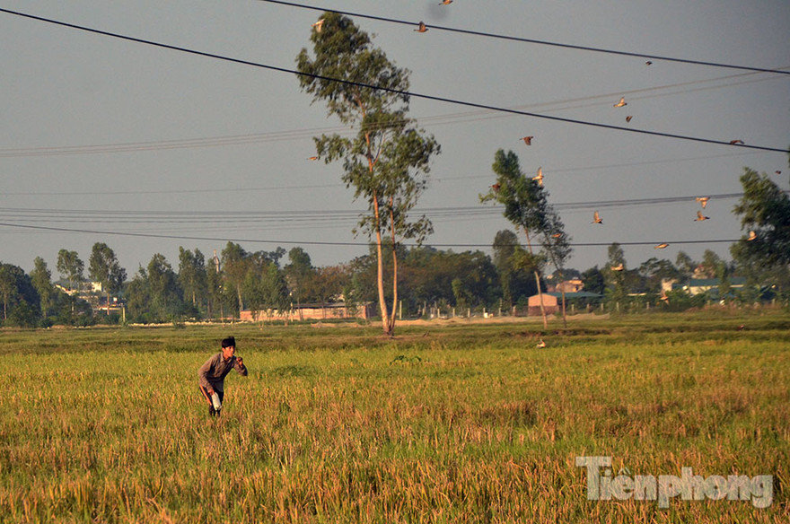 [ẢNH] Theo chân thợ săn chim ở Hà thành