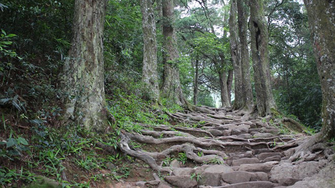 Đường Tùng cổ tuyệt đẹp hơn 700 tuổi ở Yên Tử.