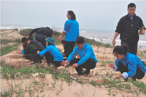 Đoàn viên, Thanh niên Quảng Bình tham gia trồng cây phi lao chắn cát sau buổi lễ phát động.
