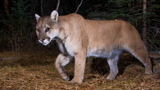 Sau khi phát hiện ra con sư tử, Sherry Kempster đã ghi lại hình ảnh của nó và báo cho cảnh sát địa phương. Theo kênh KTLA và Daily Mail thì sự việc diễn ra vào rạng sáng thứ sáu 19/12 .
