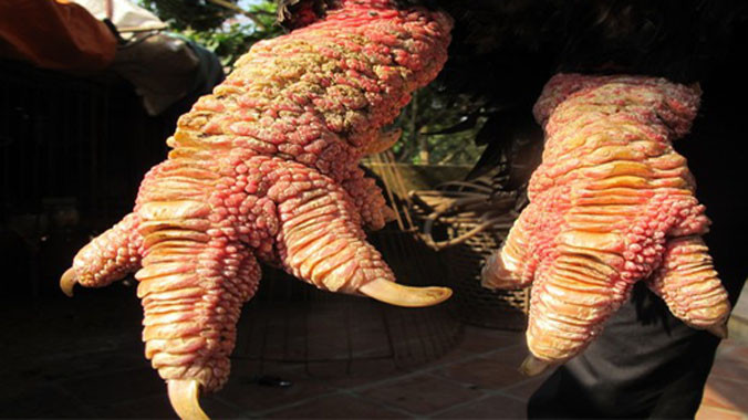 Điểm khác biệt nhất của gà Đông Tảo với các loại gà khác là đôi chân rất to và nhìn như chân rồng.