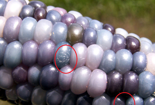 Có những hạt lấp lánh như kim cương.