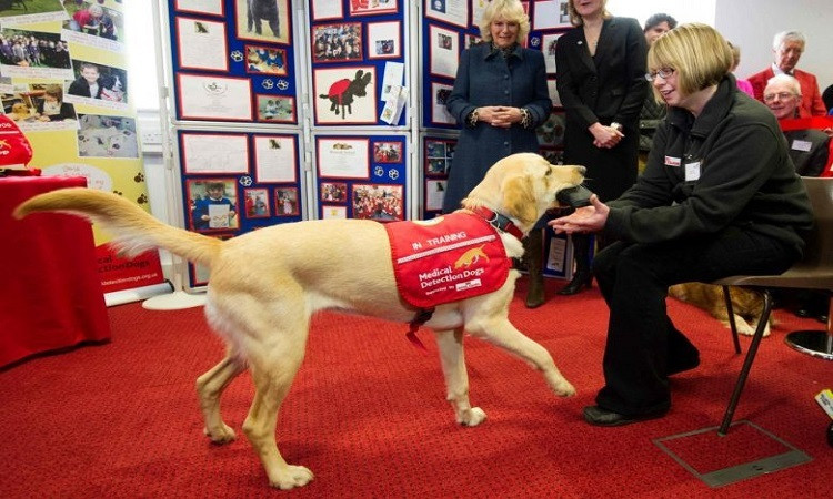 Chó được huấn luyện ngửi mùi Covid-19