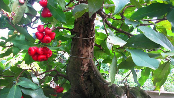 Hiện tại, mỗi chậu mận, bưởi, vú sữa, quýt hồng, ổi, khế có chiều cao khoảng 0,7-1,2 m sẽ có giá bán khoảng 1,5 đến 3 triệu đồng. Ảnh: Kim Thoa.