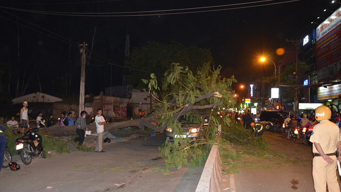 Hiện trường cây xanh bật gốc.