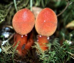 Tỏa dương - Thuốc bổ ngày xuân