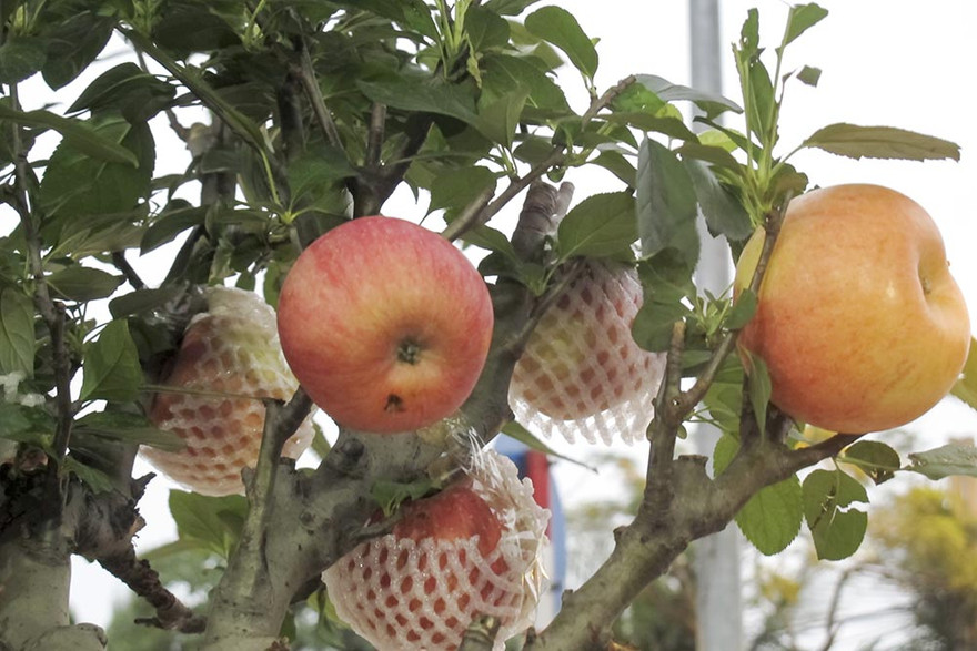 Chỉ còn chưa đầy nửa tháng nữa là đến Tết nguyên Đán nhưng trên nhiều tuyến phố của Thủ đô đã tấp nập bày bán các loại cây cảnh, hoa,… 