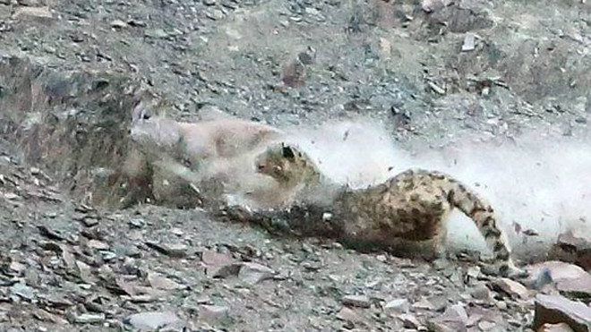 Con cừu bị báo tuyết vồ. (Nguồn: CATERS)