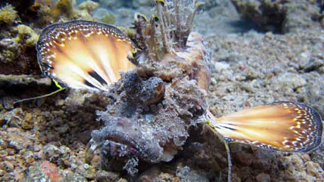 Cá mặt quỷ. Ảnh: Shutterstock