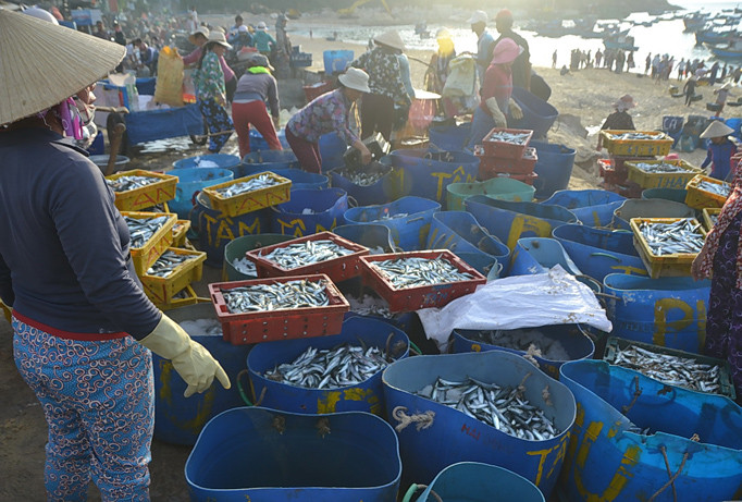 Cá nục được đổ vào thùng ướp đá trước khi đưa lên xe đông lạnh chở đi tiêu thụ.