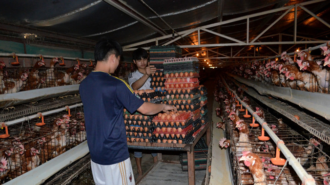 Trang trại gà của anh Diễn có khả năng cung cấp 30.000 trứng/ngày