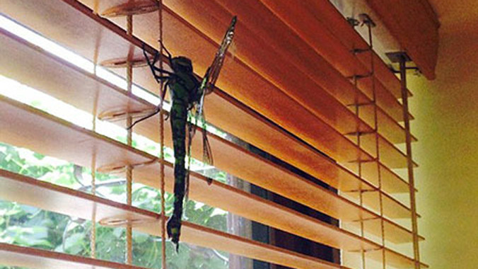 Con chuồn chuồn khổng lồ có chiều dài 20cm.