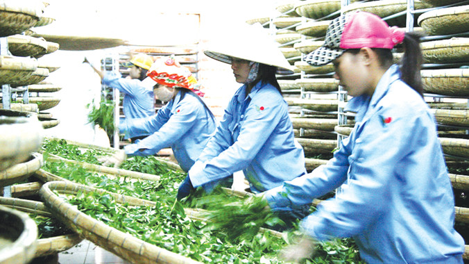 Chế biến chè tại TP Đà Lạt.