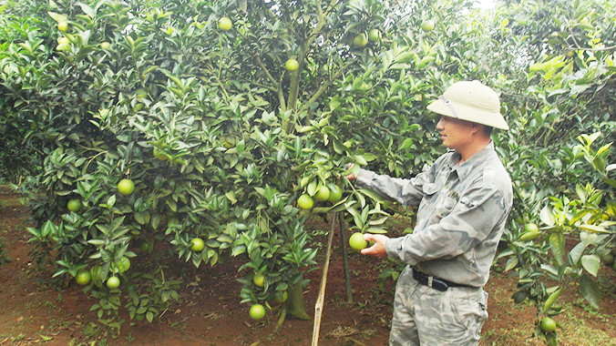 Anh Bách bên vườn cam Cao Phong.