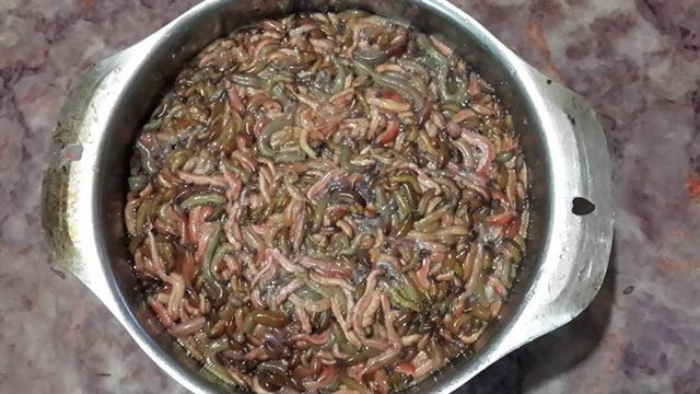 Rươi tươi bán giá 200.000 - 400.000 đồng/kg tại các chợ quê. Ảnh: NVCC. 