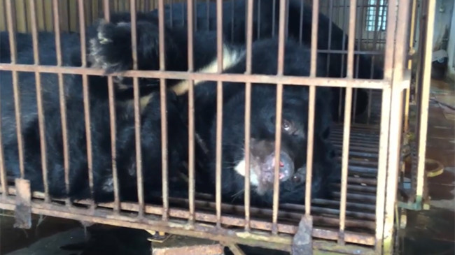 Xâm nhập lãnh địa nuôi gấu lớn nhất miền Bắc