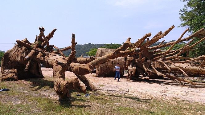 Số cây 'khủng' đang bị tạm giữ. 
