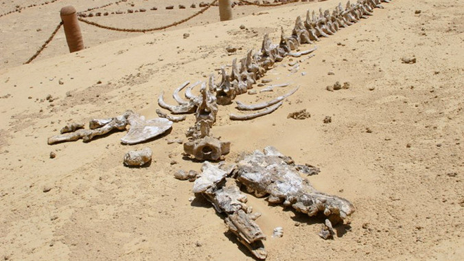 Tận thấy nghĩa địa cá voi khổng lồ giữa châu Phi