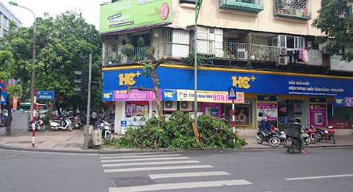 Hiện trường cây xanh hai lần bị kẻ xấu chặt tỉa toàn bộ phần tán cây ngay giữa trung tâm Thành phố.