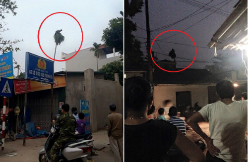 Đến khoảng 6h chiều, thanh niên này vẫn đang "tọa lạc" trên ngọn cau.