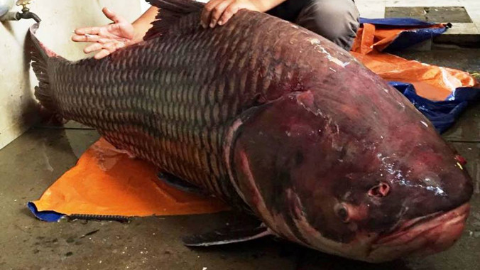 Chú cá hô nặng tới 135kg vừa được chuyển về TPHCM.