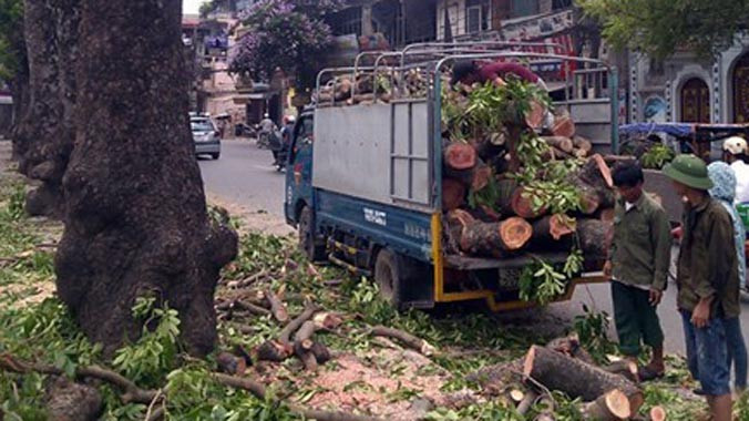  Hà Nội đốn, hạ cây xanh trên đường Láng.