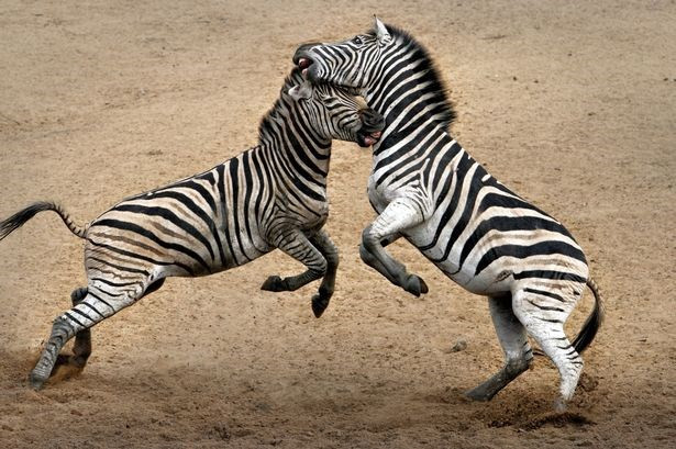 Một con ngựa già đầy kinh nghiệm ẩu đả dữ dội với một con ngựa vằn trẻ con hiếu chiến. Hai con ngựa vằn đánh nhau suốt bốn giờ.