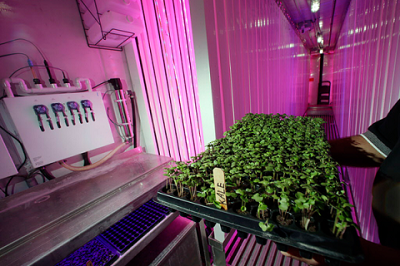 Mầm rau cải xoăn lớn lên dưới ánh đèn LED bên trong thùng container kín mít. Ảnh: AP.