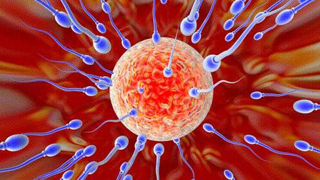 Bí mật của tinh trùng 