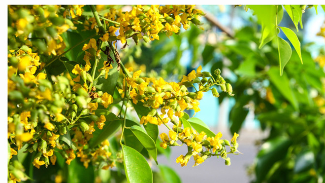 Hoa sưa nhuộm tháng tư về