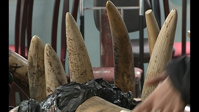 Số ngà voi bị thu giữ