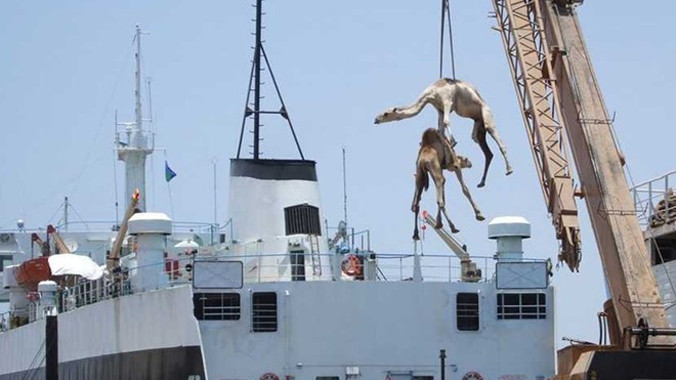 Trang Business Insider tổng hợp và đưa ra thống kê, mỗi ngày, có khoảng 100 con lạc đà được mua bán tại thủ đô Riyadh của Ả-rập Xê-út. 