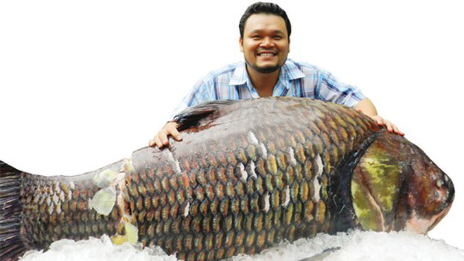 Kiếm tiền khủng nhờ 'quái ngư' trong ao nhà