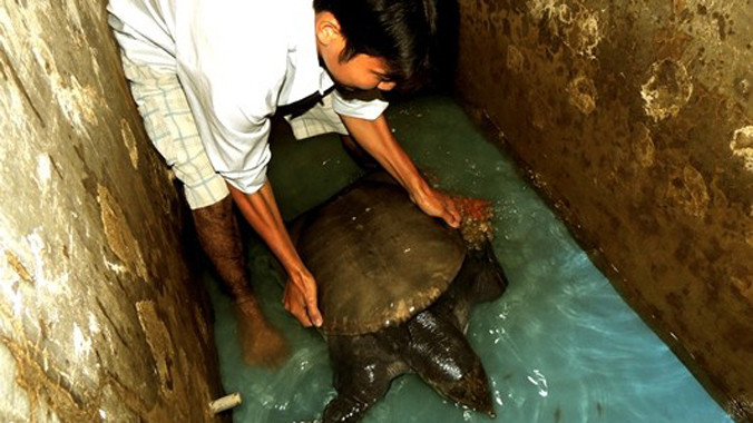 Con cua đinh nặng 23,5 kg do con trai của ông Quốc giăng câu bắt được. Ảnh: Huy Phương. 