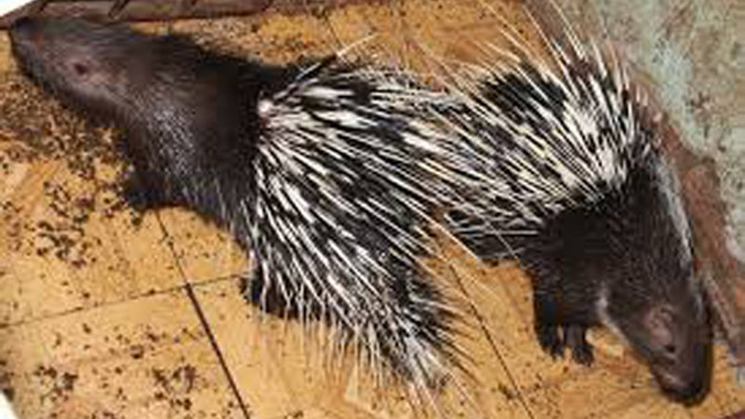 Nhím giống cấp cho dân nghèo đã chạy lạc vào nhà quan xã Quế Long.