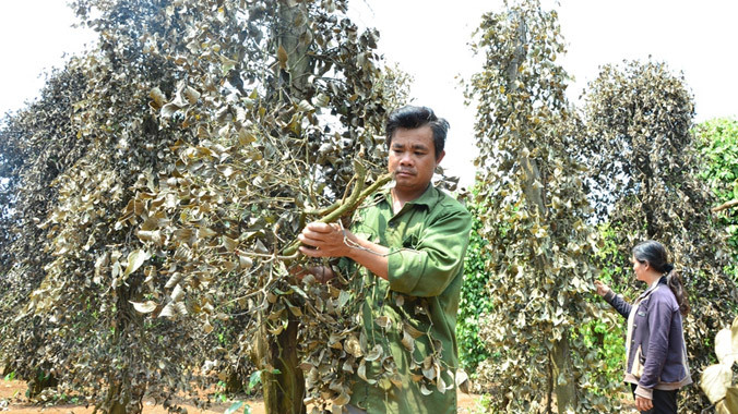 Vườn tiêu 3 lần bị kẻ gian phá.