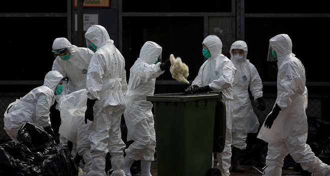 Nhân viên y tế Thượng Hải chất gia cầm chết vào thùng rác tại một chợ gia cầm sống ở thành phố hôm 28/1. Ảnh: China Daily