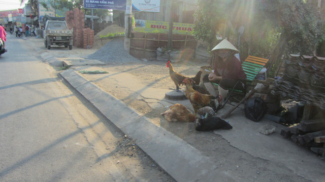 Gia cầm sống vẫn được bày bán tràn lan ở TPHCM