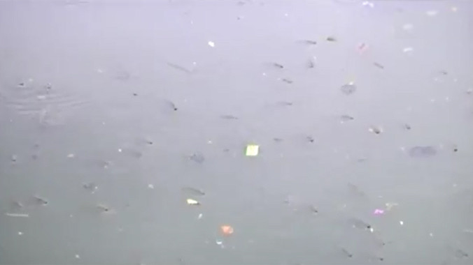 Cá kênh Nhiêu Lộc ngoi ngóp vì ô nhiễm