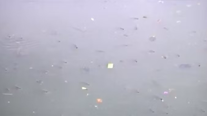 Cá kênh Nhiêu Lộc ngoi ngóp vì ô nhiễm