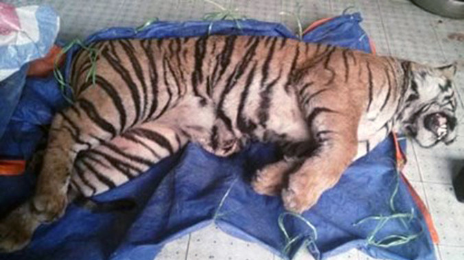 Xác con hổ thu giữ tại nhà của đối tượng Nguyễn Thị Nhượng. Ảnh Văn Dũng.