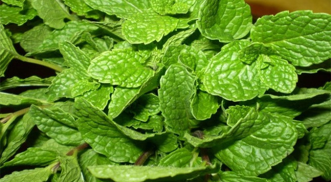 Công dụng chữa bệnh thần kỳ của một số loại gia vị