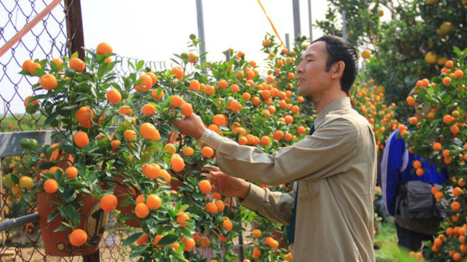 Ông Mạnh đang chăm sóc vườn quất bonsai của mình. Ảnh: Ngọc Lan.