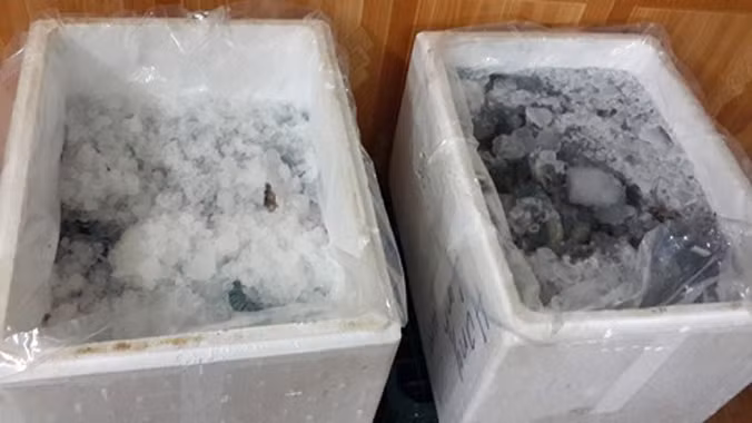 Tôm sú đông lạnh là một trong các mặt hàng thường bị các gian thương bơm bột để tăng trọng lượng.