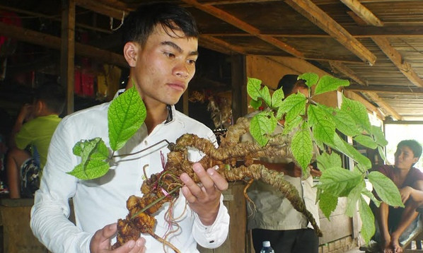 Anh Hồ Văn Chiêu là người đào được củ sâm “khủng”.